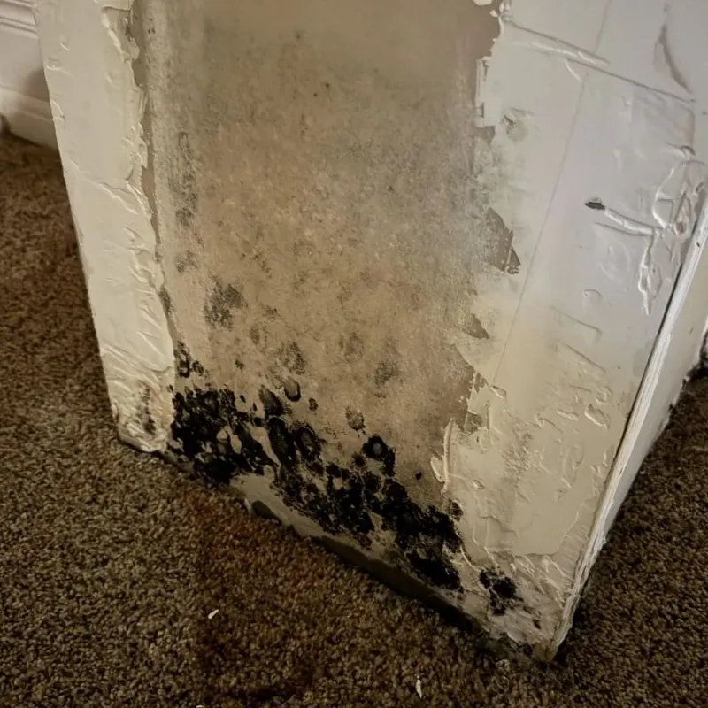 Professional Mold Removal in Nunda, NY